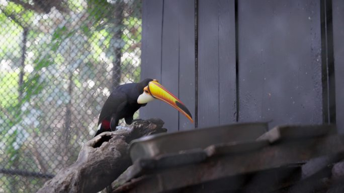 曼谷动物园热带雨林巨嘴鸟
