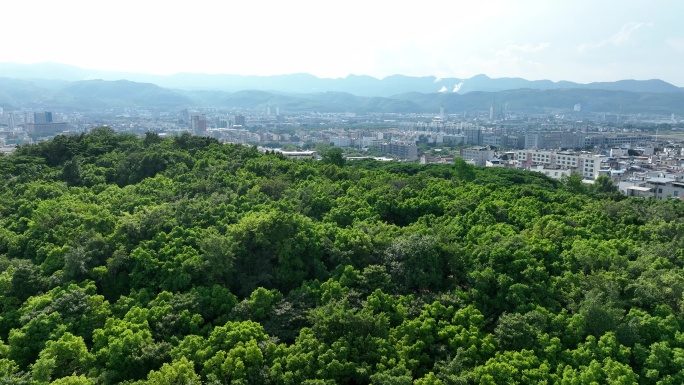 城市绿地休闲公园森林树木