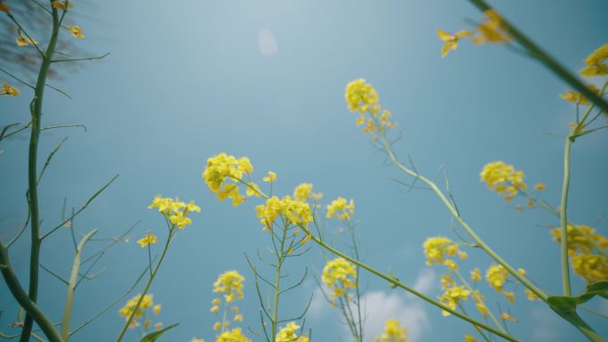 唯美清新 油菜花 仰拍油菜花天空