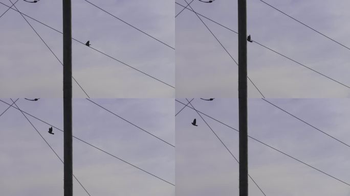 电线上的鸟飞走惊弓之鸟