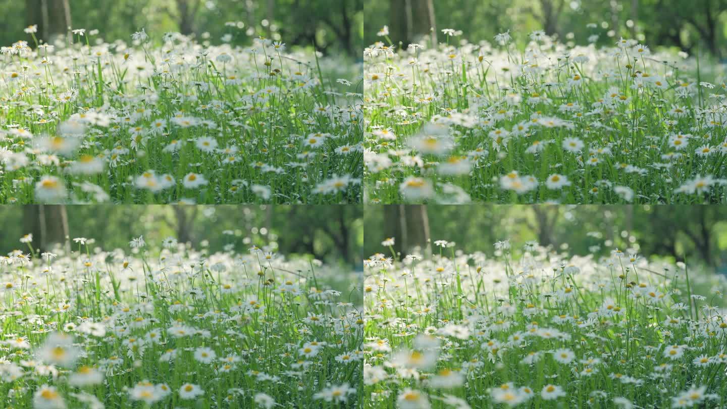 公园中的大滨菊花丛