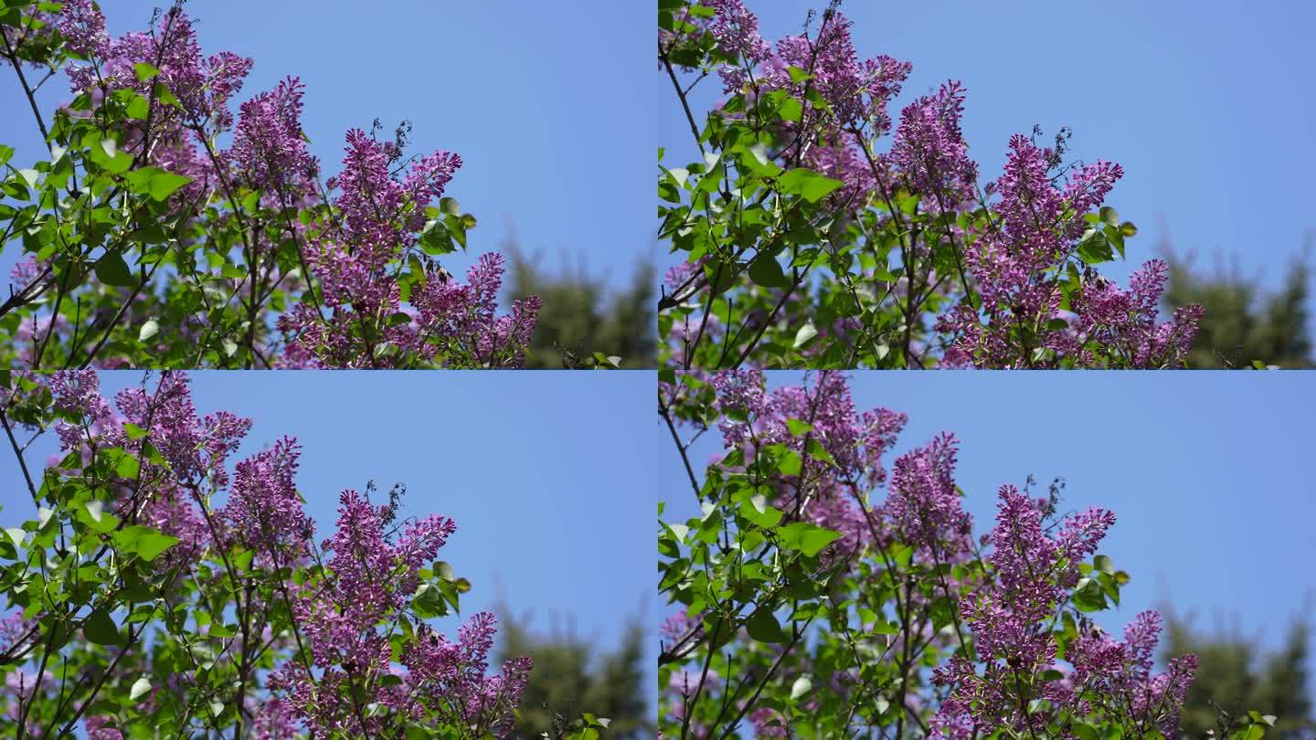 丁香花