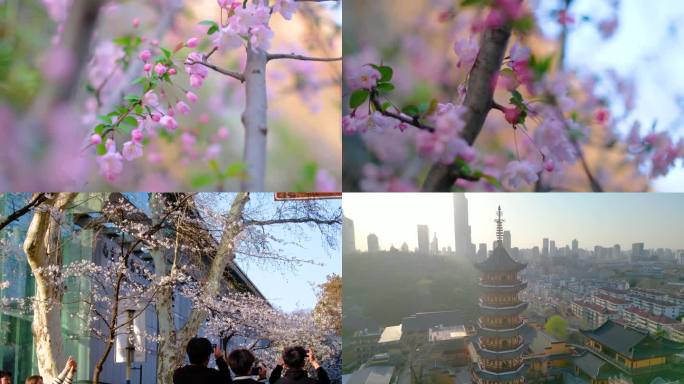 南京玄武区玄武湖景区古鸡鸣寺游客观赏樱花