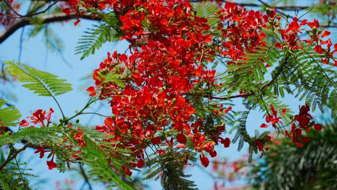 凤凰树花 凤凰花 凤凰树