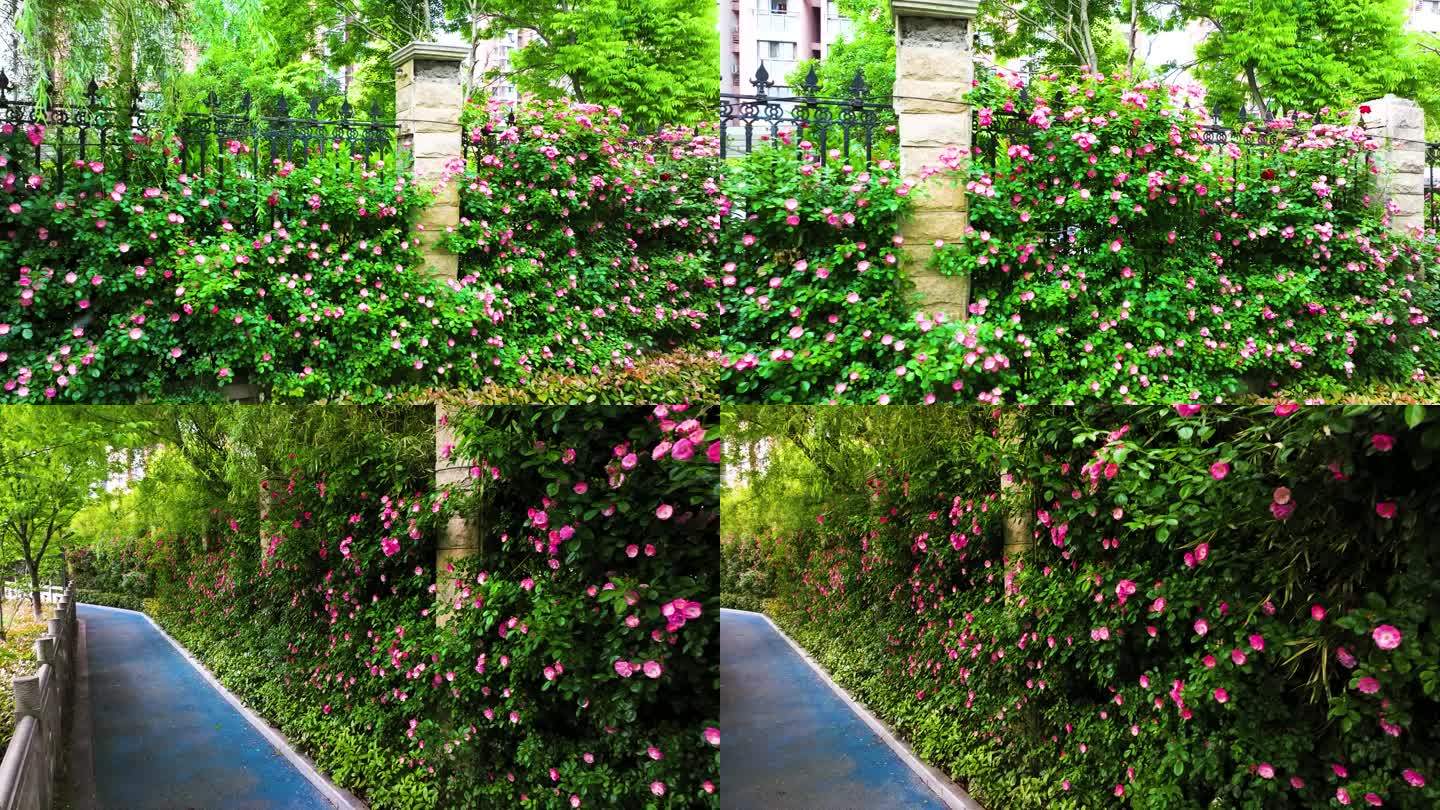 蔷薇花篱笆墙