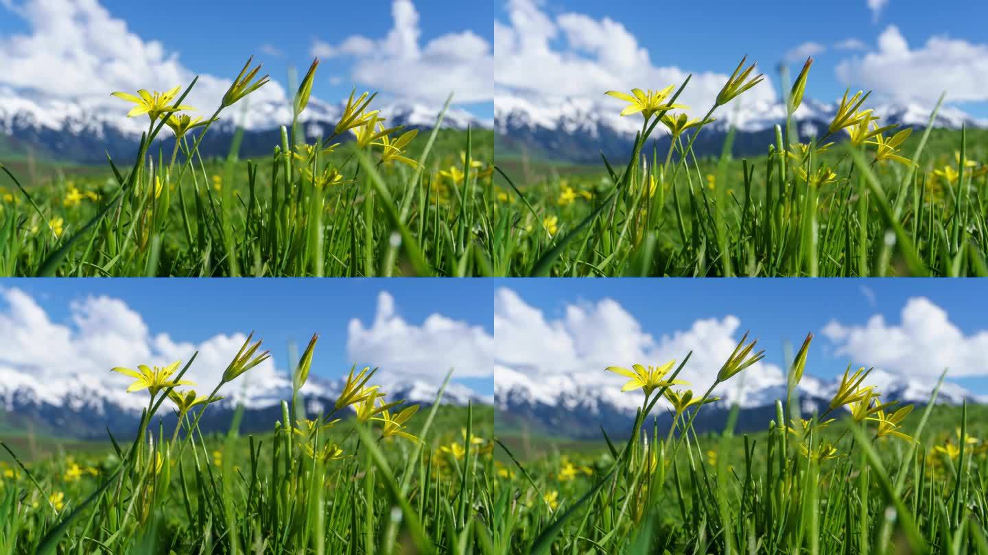 新疆伊犁大草原上的野花延时