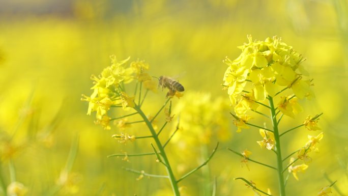 油菜花唯美意境春暖花开蝴蝶飞舞蜜蜂采蜜