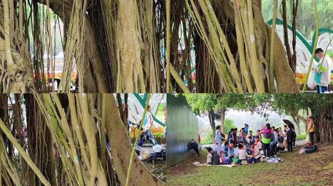 榕树根绿色大叶榕树小学生野外活动夏令营