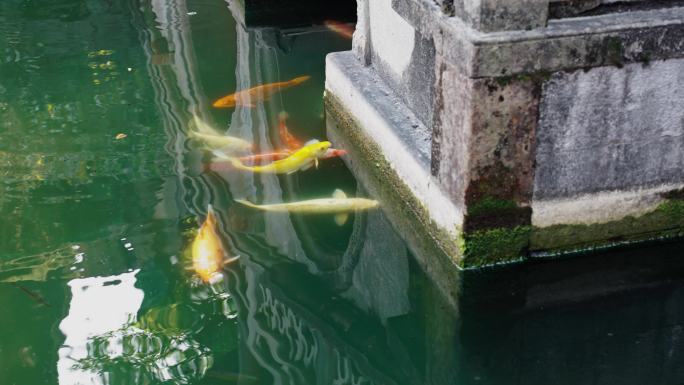 锦鲤池 景观鱼池