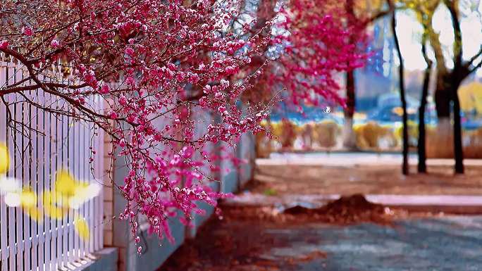 齐齐哈尔大学校园盛开的梅花