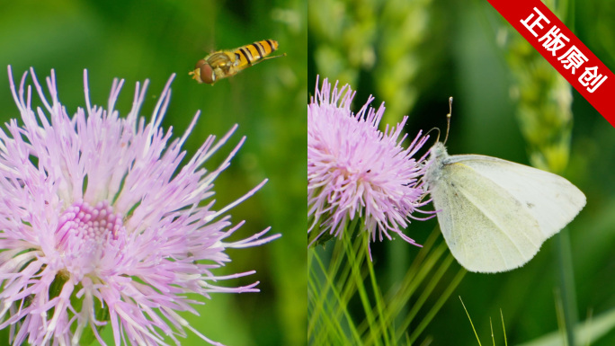 蝴蝶蜜蜂采蜜春天蜜蜂