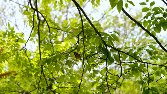 大树树林树枝上的鸟儿树叶和谐生态环境立夏