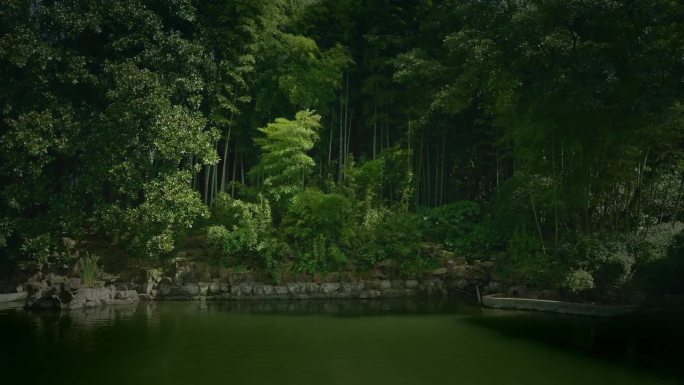 大自然 竹林 绿色 树林 生态 公园