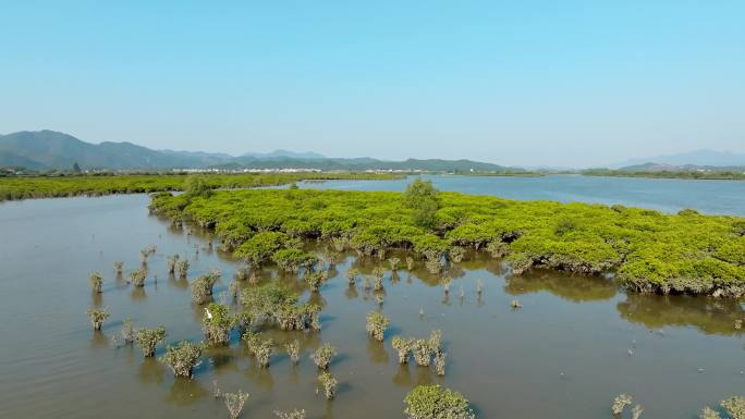 广东江门_镇海湾红树林湿地公园007