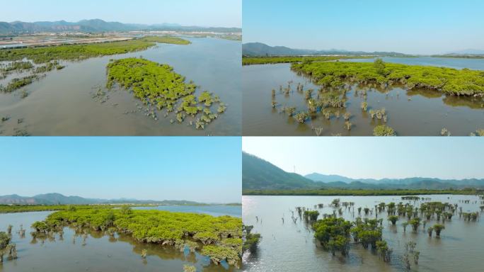 广东江门_镇海湾红树林湿地公园007