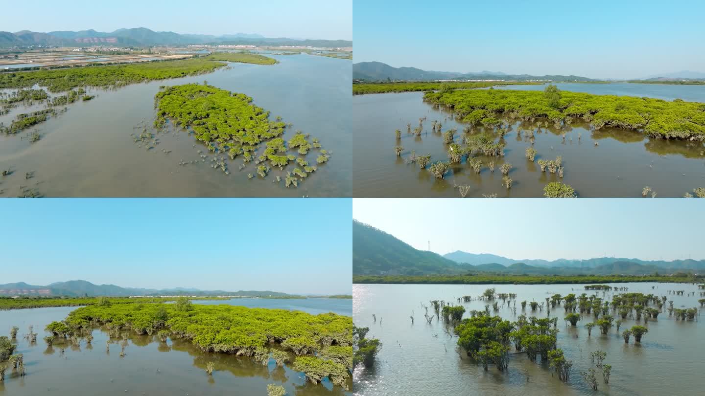 广东江门_镇海湾红树林湿地公园007