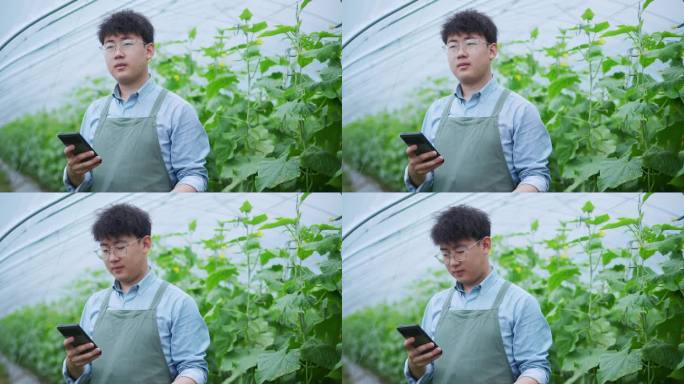 年轻男青年在蔬菜大棚内使用手机