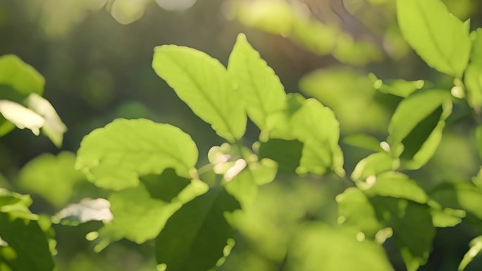 大自然植物在阳光下