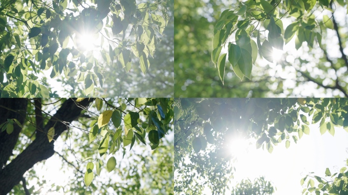 阳光透过树叶春天夏天