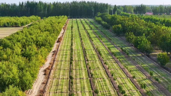 新疆南疆秋播农作物禾苗林下经济