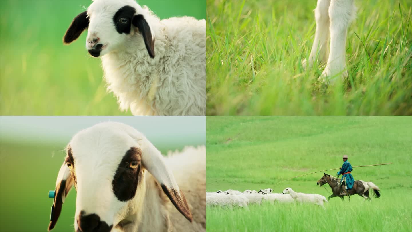 草原美景放羊羊特写