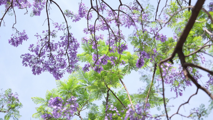 蓝花楹 云南 昆明 教场中路  浪漫鲜花