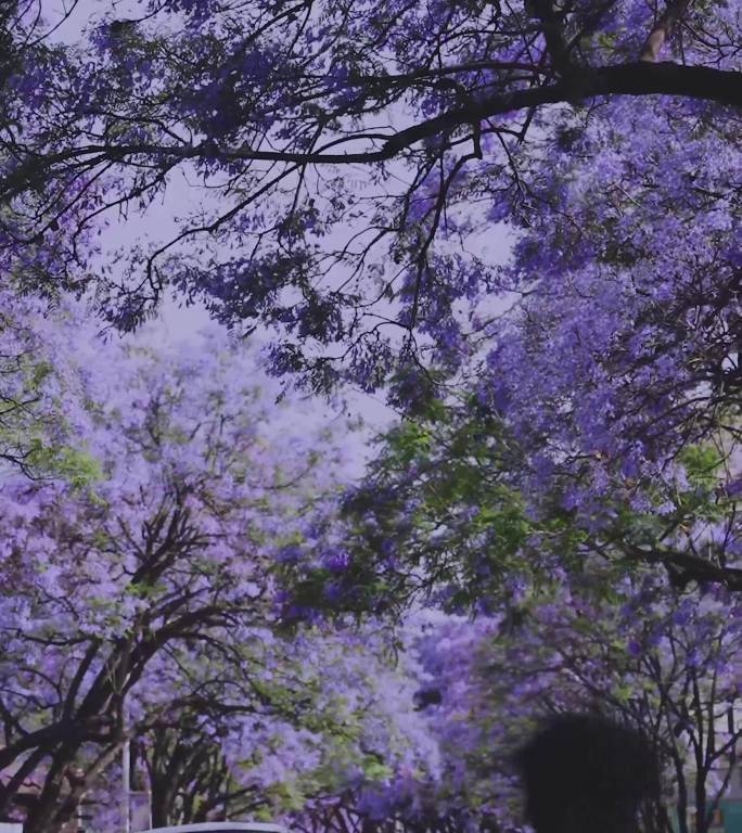 昆明教场中路蓝花楹视频素材