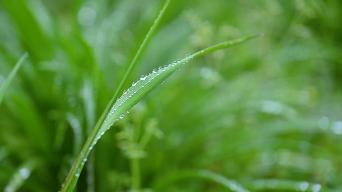 唯美特写花草草地绿叶下雨原创4K合集