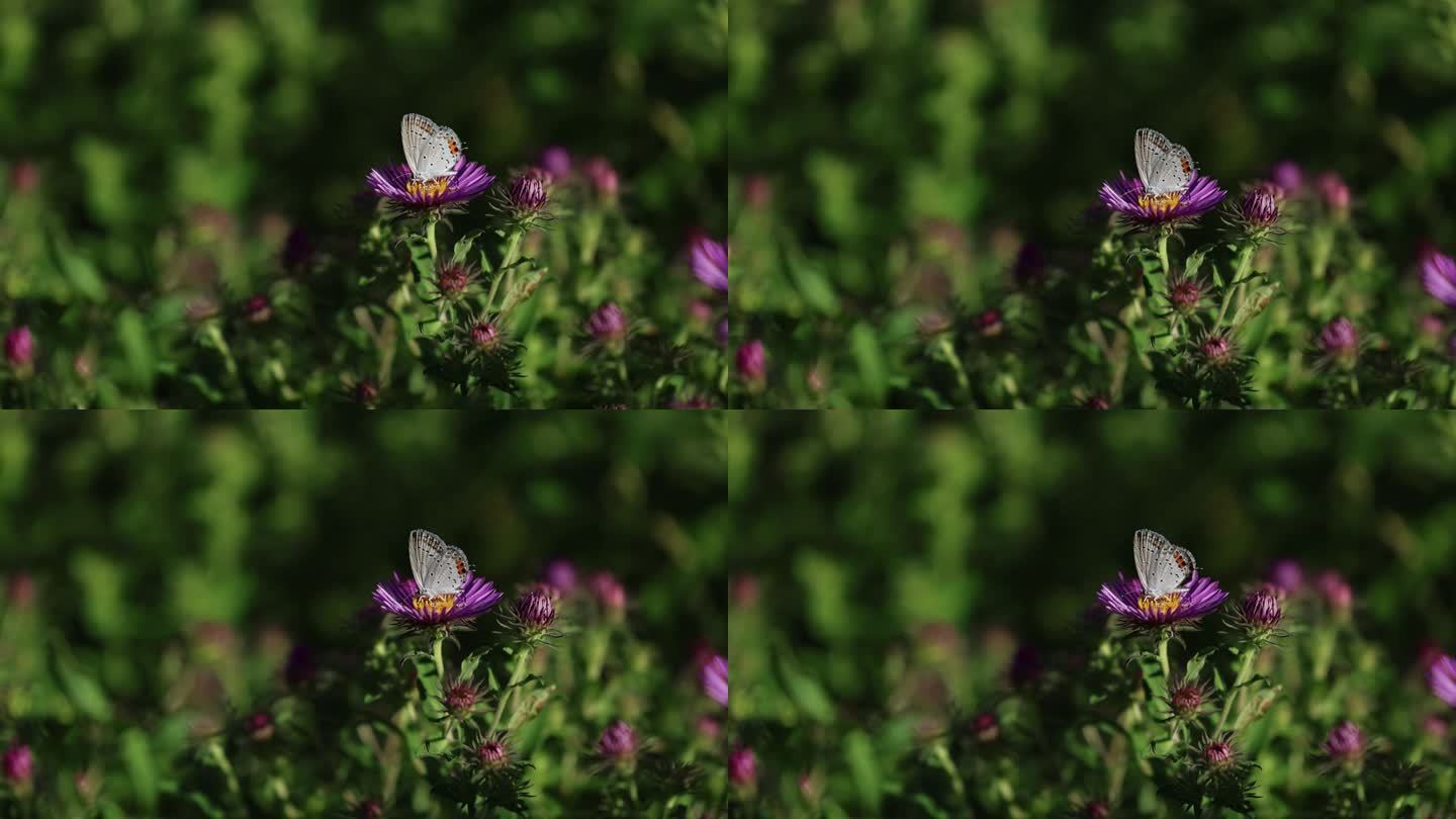 菊花与蝴蝶