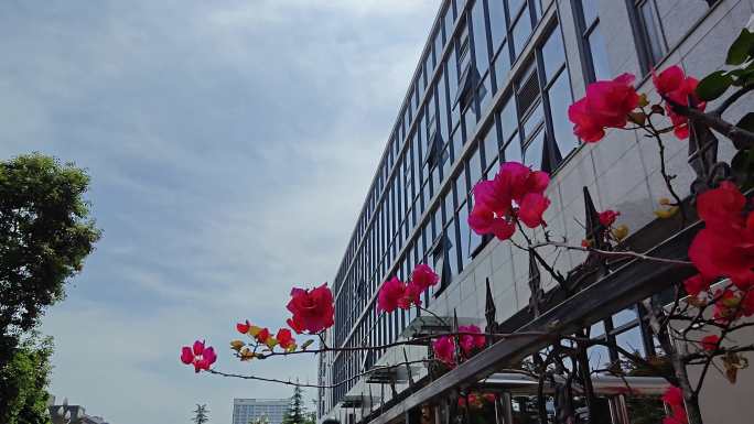 四川大学华西医院附属医院