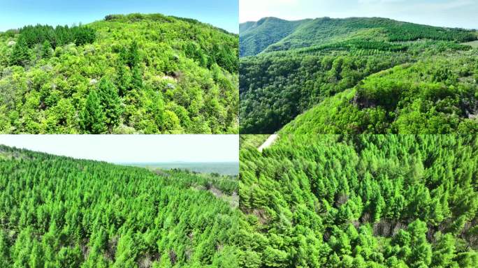 绿水青山 航拍森林大自然 绿水生态 青山