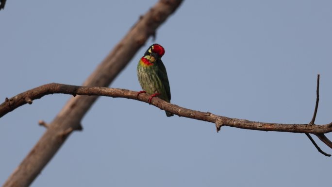 赤胸拟啄木鸟衔着果子准备喂食幼鸟