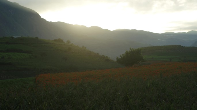 日出山间野花