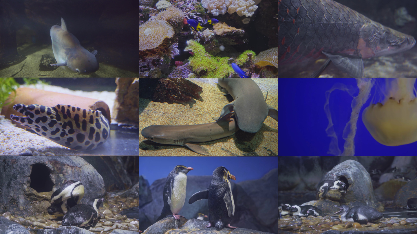 【原创4K】海洋海底生态动植物合集