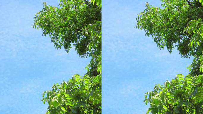 夏日晴天白云树叶