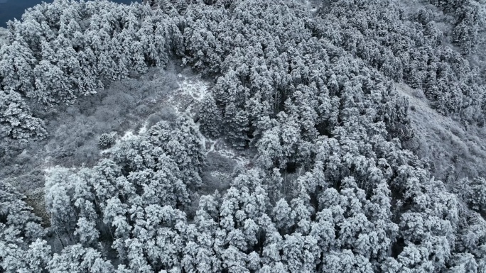 峨眉山雪林