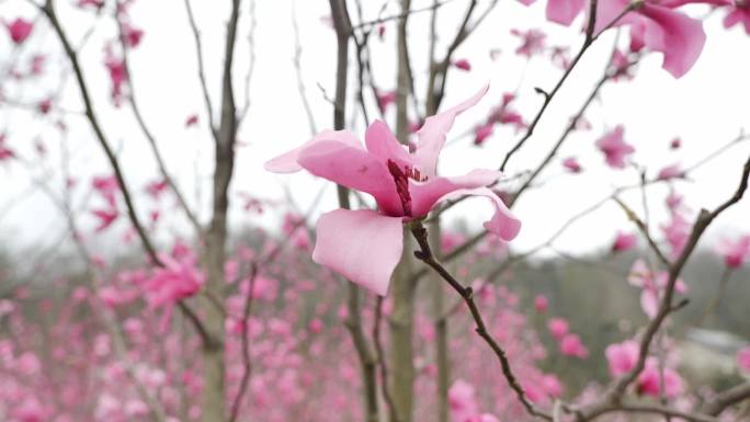 湖北宜昌五峰红花玉兰种植科普基地