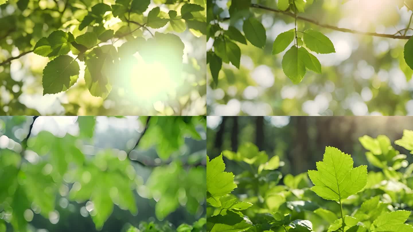 阳光下的大自然绿叶