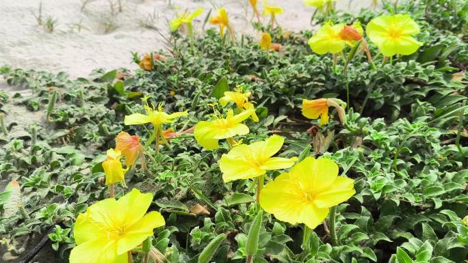 海边的沙滩上的绿色植物黄色花朵