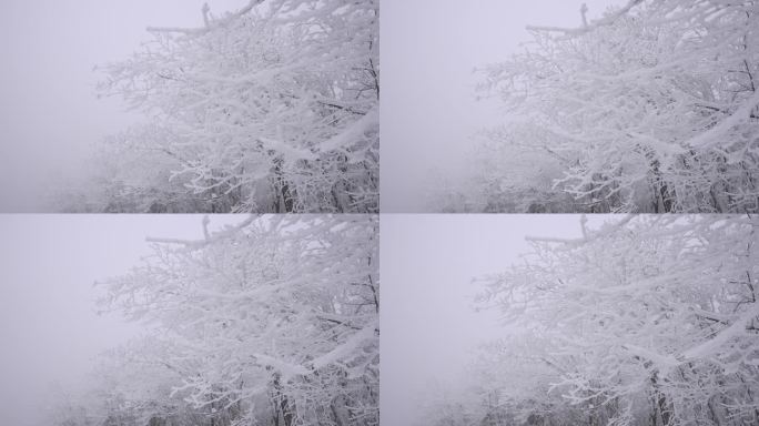 冬季高山上白色的雾凇