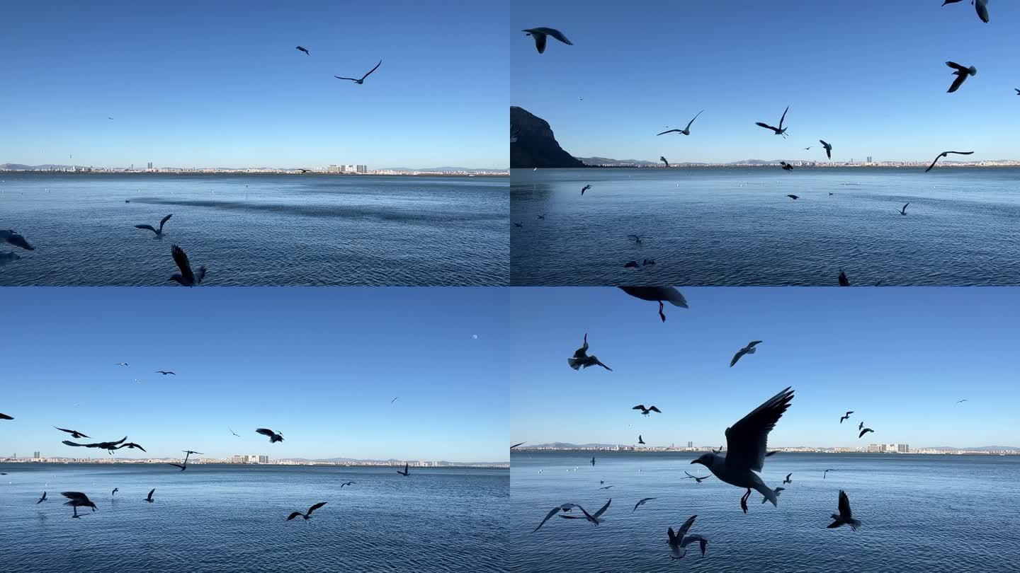海鸥飞翔慢镜头