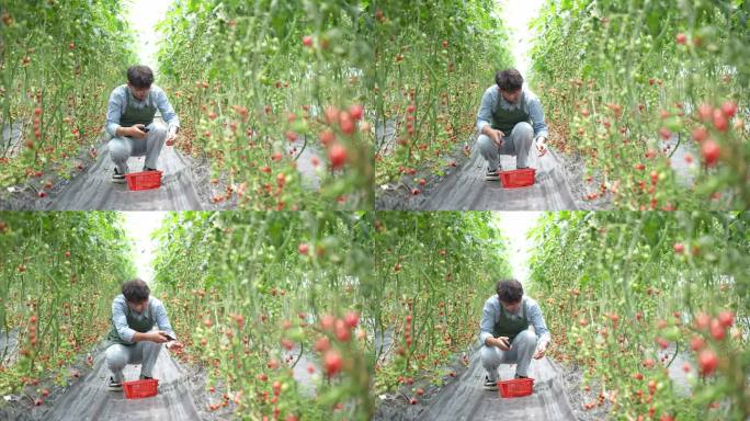 西红柿小番茄采摘
