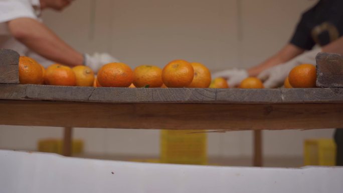 4K果园成熟金灿灿的橘子素材