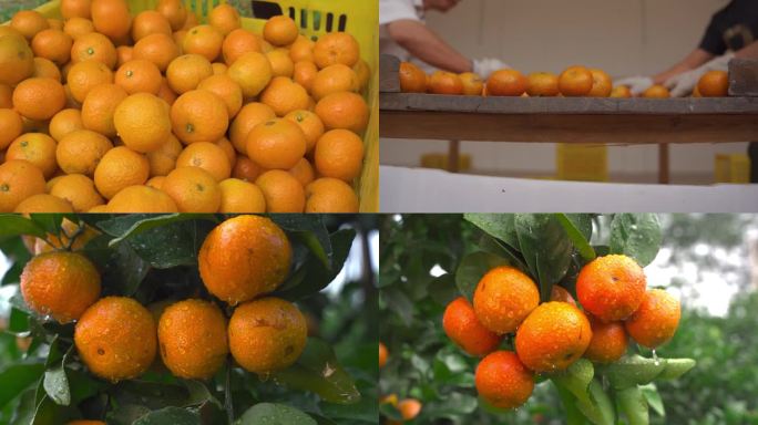 4K果园成熟金灿灿的橘子素材
