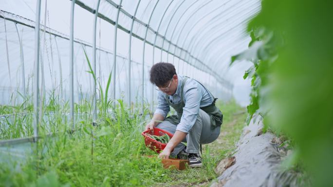 年轻人在蔬菜大棚里采摘小黄瓜