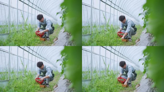 年轻人在蔬菜大棚里采摘小黄瓜