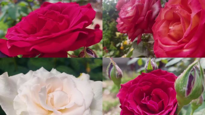 玫瑰 月季 花卉 唯美花特写