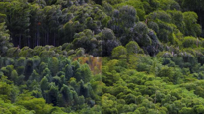 青山山风竹林竹叶升格空镜