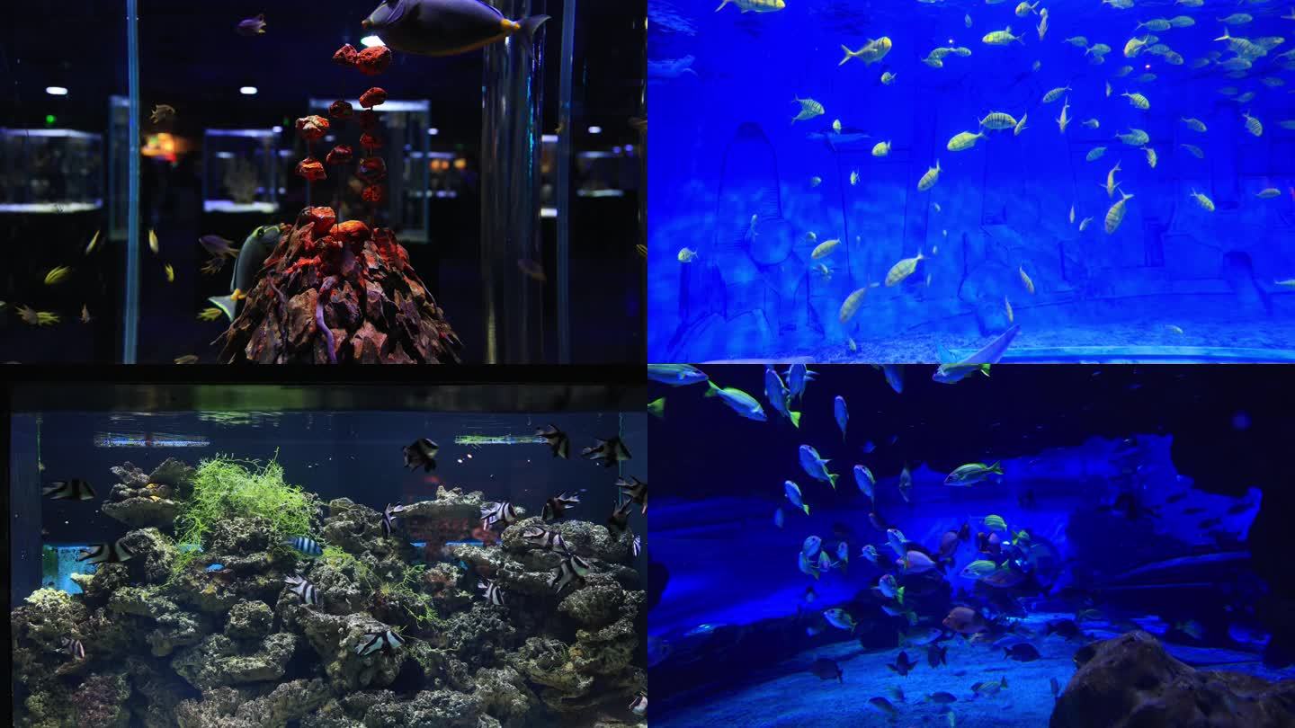 【合集】天津海洋极地公园海洋馆各种鱼类