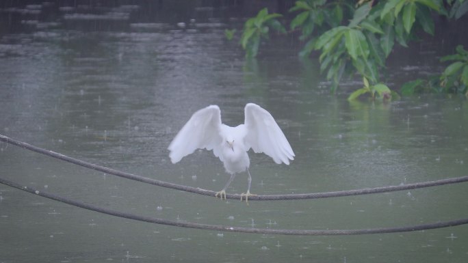 雨中白鹭视频2-4K-60P